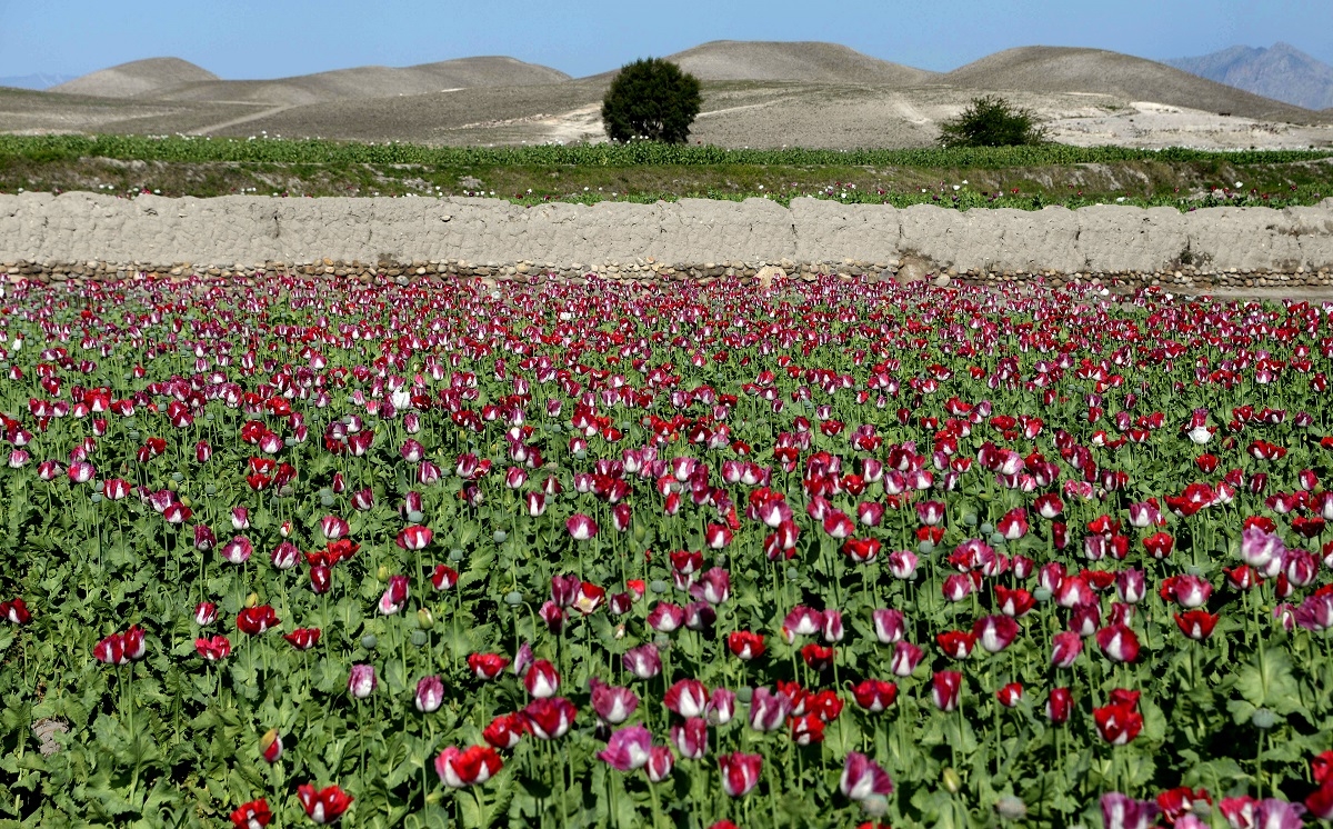 Poppies bloom in a field on the outskirts of Jalalabad, capital of Nangarhar province on April 12, 2014. Poppies bloom in a field on the outskirts of Jalalabad, capital of Nangarhar province on April 12, 2014.