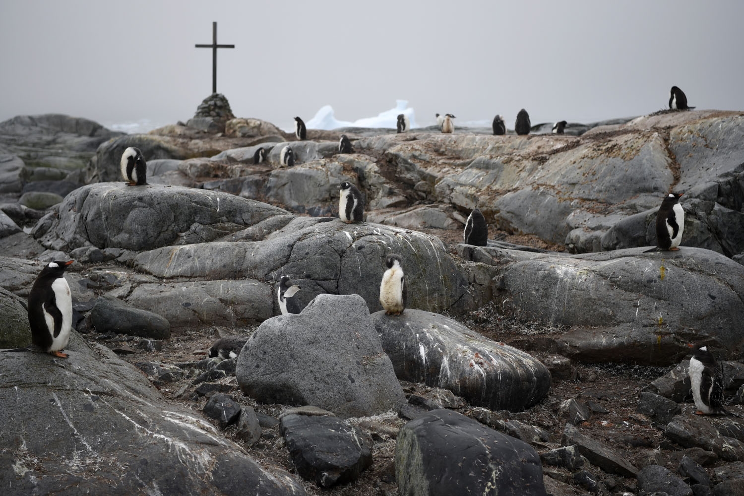 Adelie and Gentoo penguins are pictured next to a cross that stands as a memorial to three British Antarctic Survey scientists who disappeared in the early 1980s in Petermann Island, Antarctica, on March 02, 2016 antarctica-climate-tourism