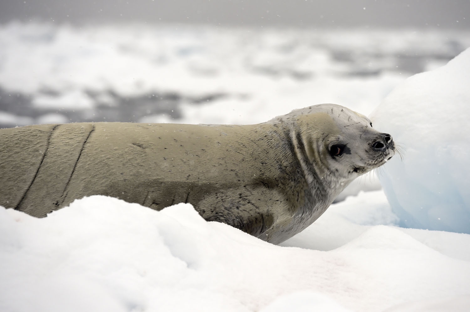 A Weddell seal (Leptonychotes weddellii) rests on an ice floe in the western Antarctic peninsula, on March 05, 2016. antarctica-climate-tourism