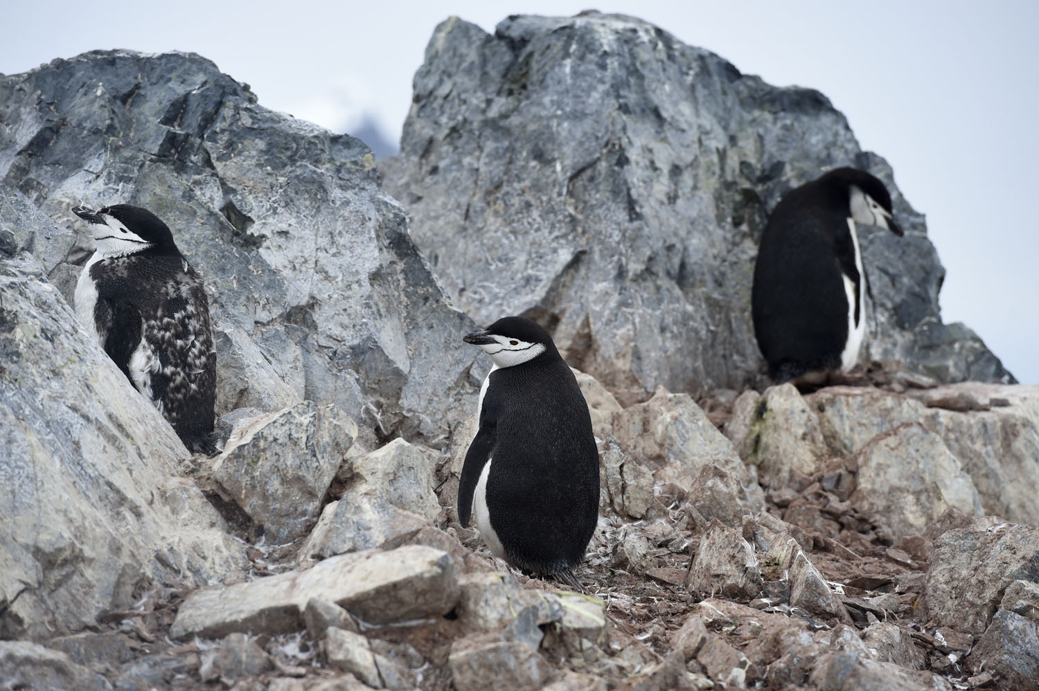 Chinstrap penguins (Pygoscelis Antarctica) are pictured in Orne Harbour in the western Antarctic peninsula, on March 05, 2016. antarctica-climate-tourism