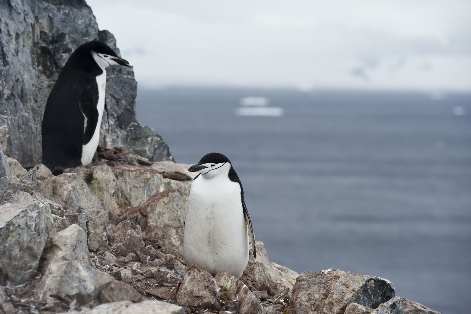 Chinstrap penguins (Pygoscelis Antarctica) are pictured in Orne Harbour in the western Antarctic peninsula, on March 05, 2016. Antarctica-environment-tourism