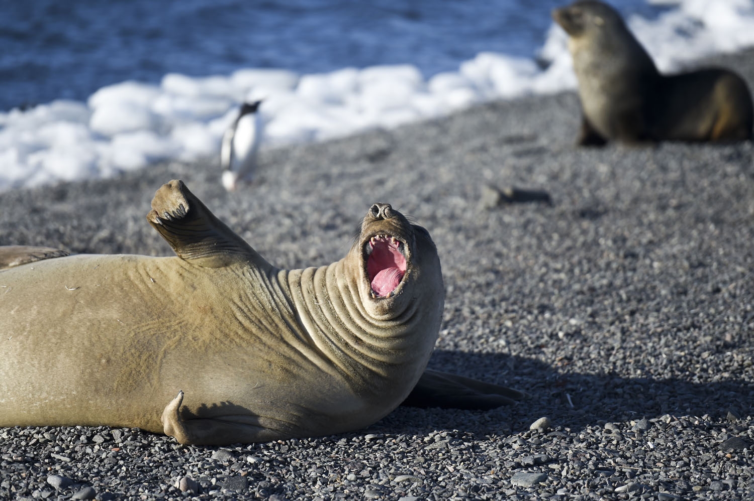 View of an elephant seal at the Yankee Harbour in the South Shetland Islands, Antarctica, on March 06, 2016. antarctica-climate-tourism
