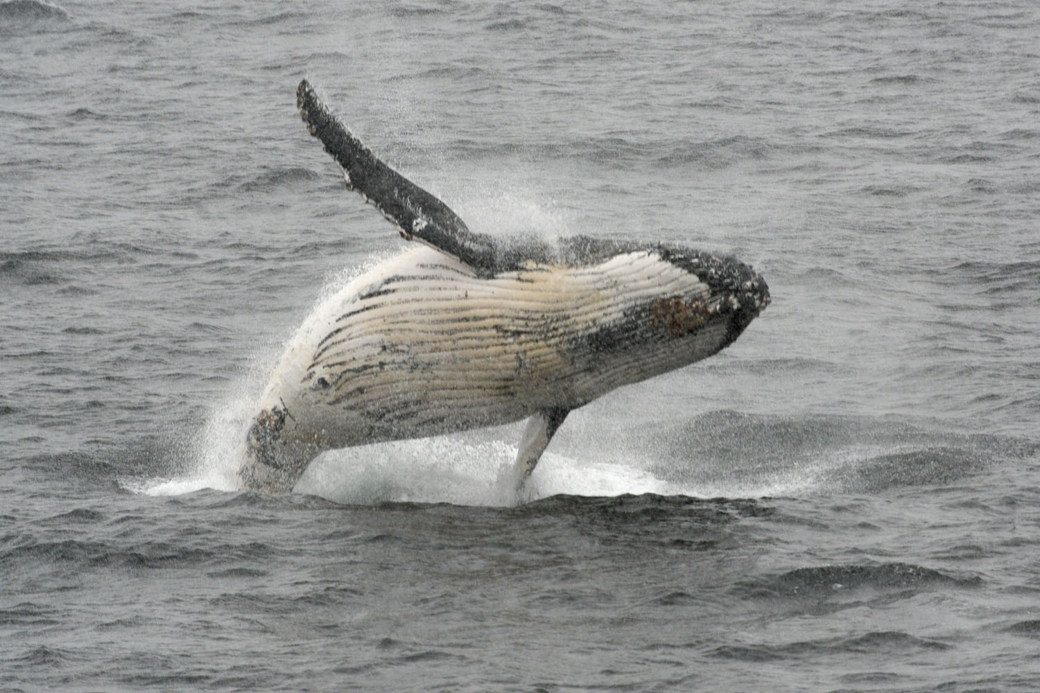 A humpback whale jumps out of the water in the western Antarctic peninsula, on March 05, 2016. antarctica-climate-tourism