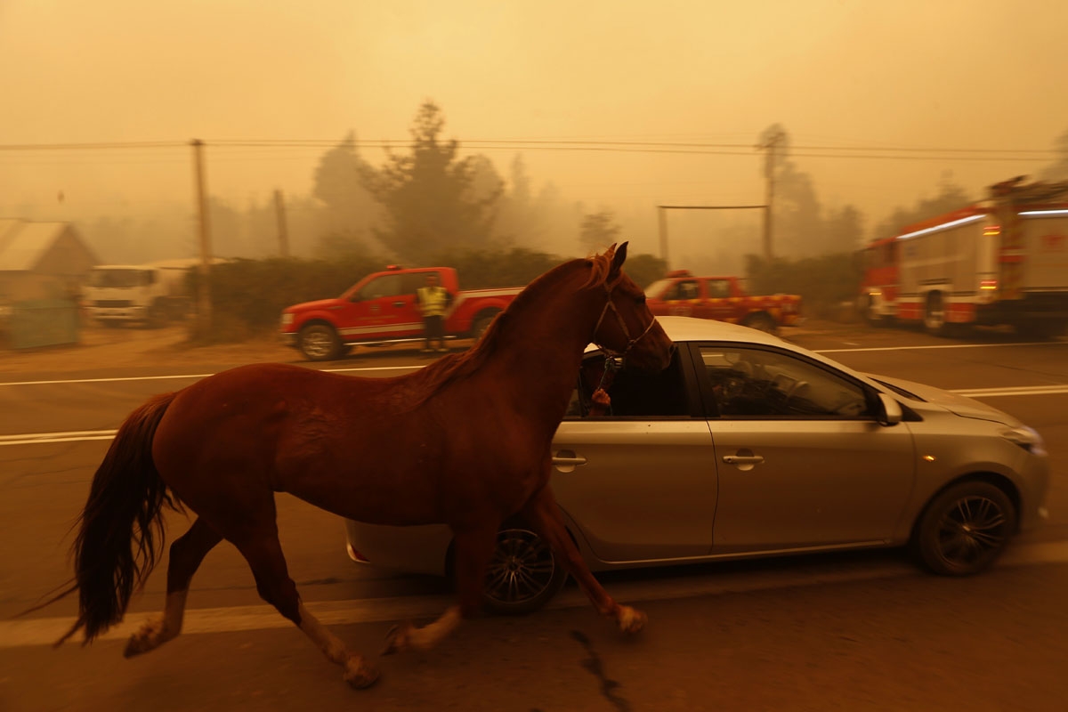 People leave San Ramon in a car taking their horse by the reins after a forest fire devastated the nearby town of Santa Olga, 240 kilometres south of Santiago, on January 26, 2017.