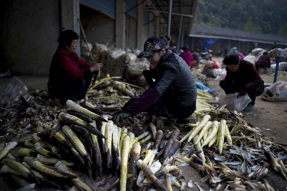 This picture taken on April 12, 2017 shows women cleaning bamboo shoots at a market in Taihuyuan near the city of Lin'an, Zhejiang Province.