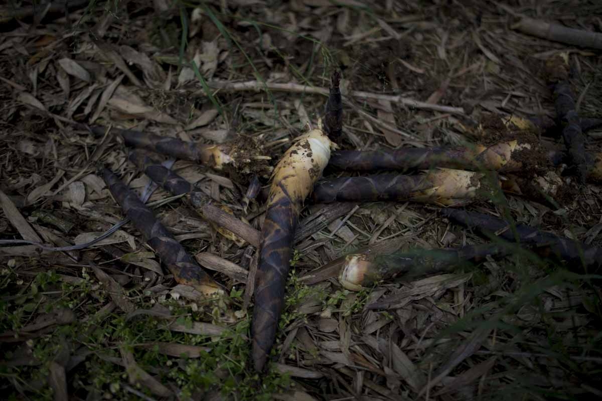 This picture taken on April 12, 2017 shows bamboo lying on the ground in Taihuyuan near the city of Lin'an, Zhejiang Province.