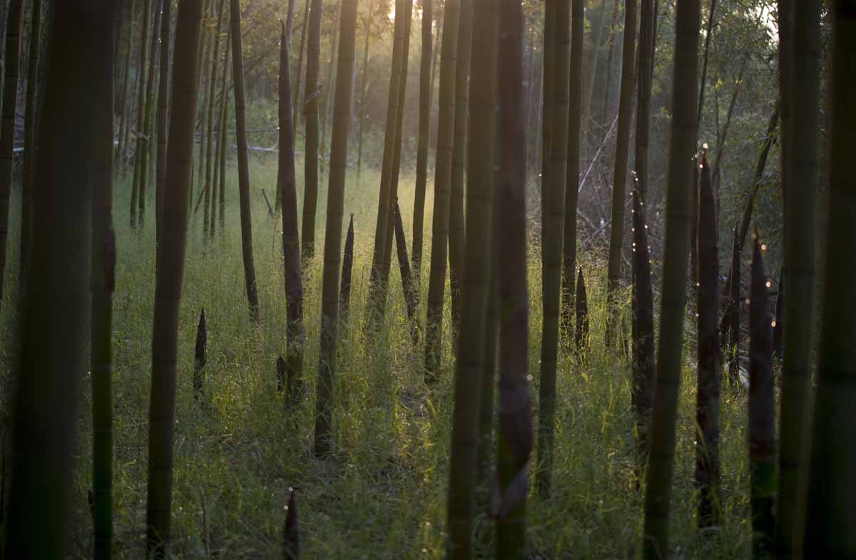 This picture taken on April 13, 2017 shows the sun rising behind a bamboo grove in Shimen village near the city of Lin'an, Zhejiang Province.
