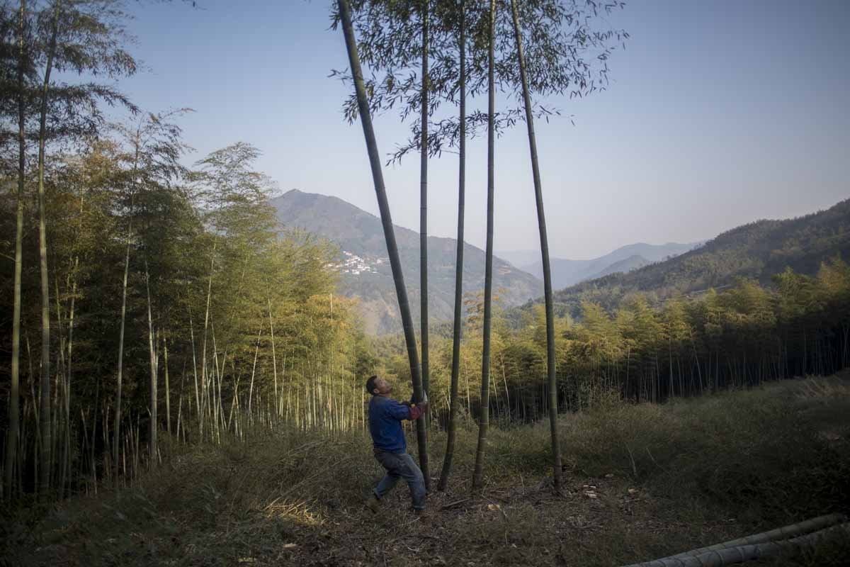 This picture taken on April 12, 2017 shows a man cutting bamboo in a forest near Dashan village near the city of Lin'an, Zhejiang Province.
