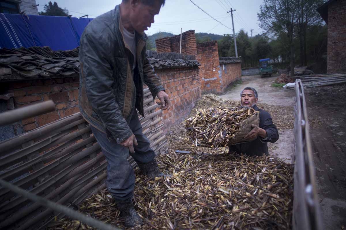 This picture taken on April 12, 2017 shows two men loading a truck with leftover bamboo shoots at a drying factory in Taihuyuan near the city of Lin'an, Zhejiang Province.