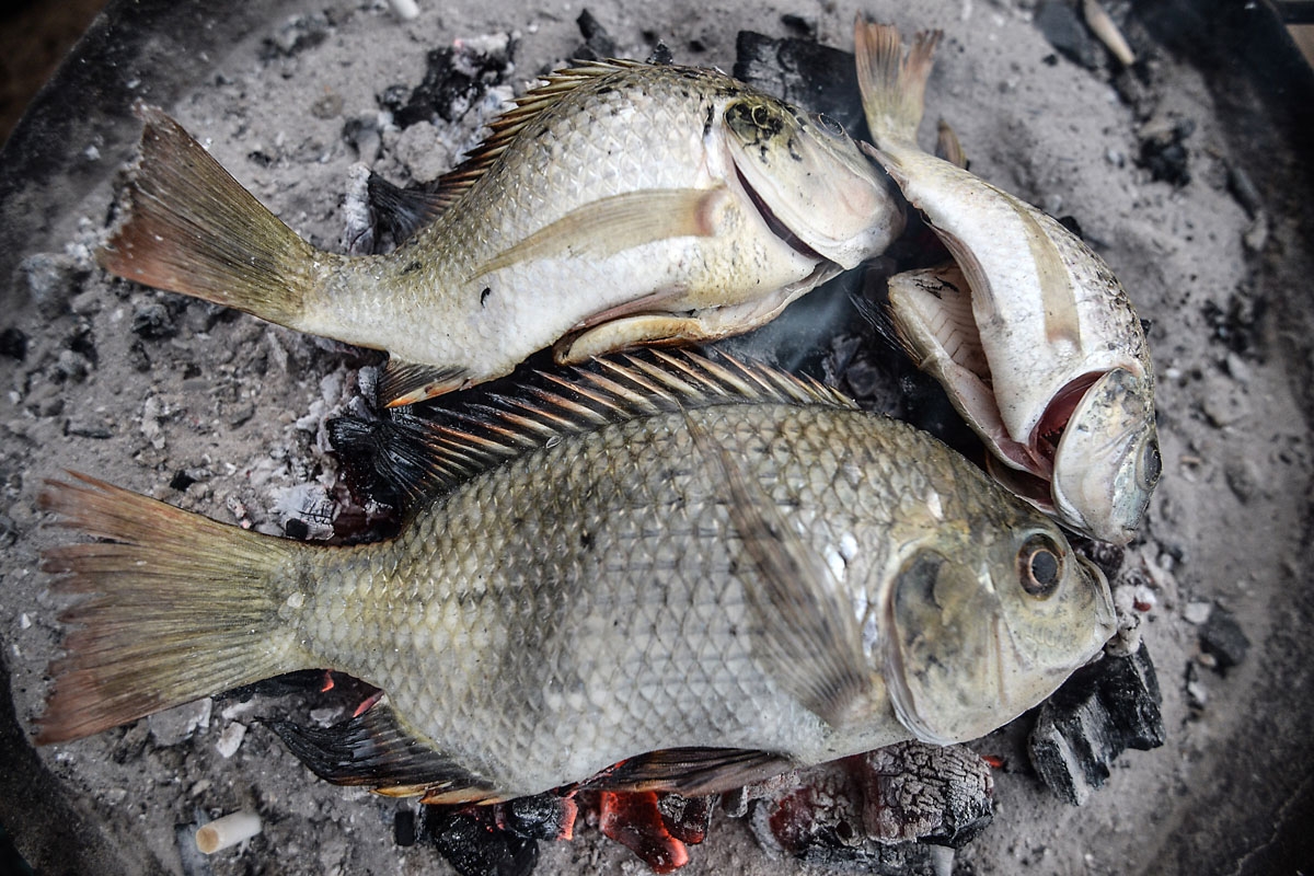 This picture taken on June 16, 2018, shows the daily catch from the Pharaonic Sea roasting on a coal bed, in the village of Kafr Fisha, province of Munuf.