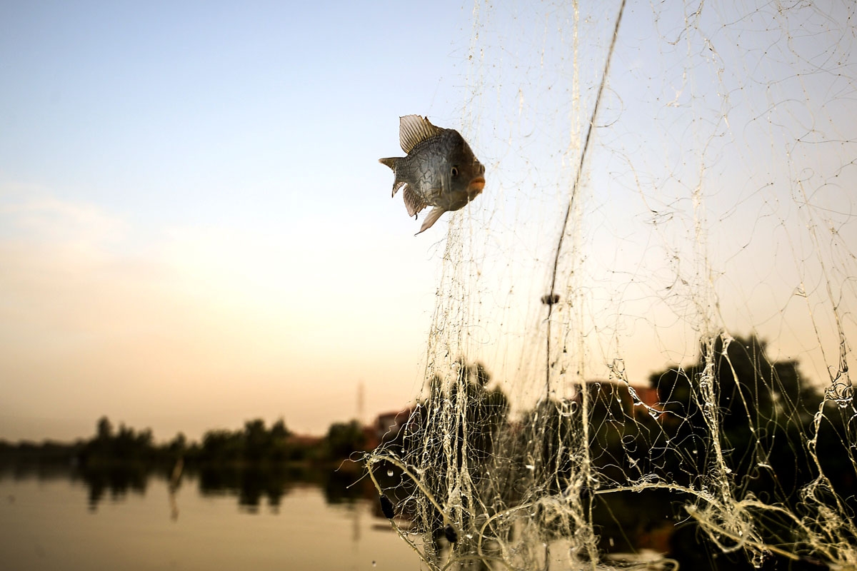 This picture taken on June 16, 2018, shows a fish from the Pharaonic Sea caught in a net, in the village of Kafr Fisha, province of Munuf.