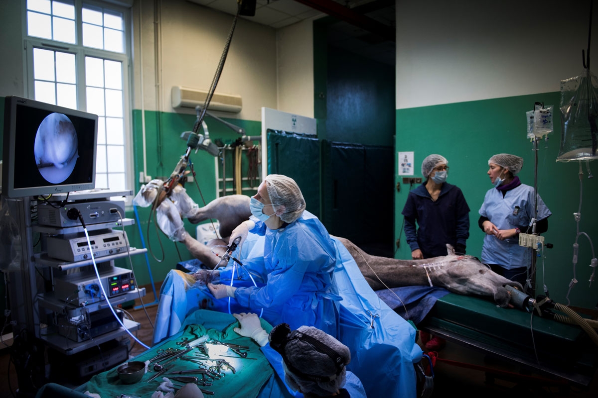 A horse undergoes surgery at the veterinary clinic of equestrian training center of Grosbois in Marolles-en-Brie, on November 15, 2016.