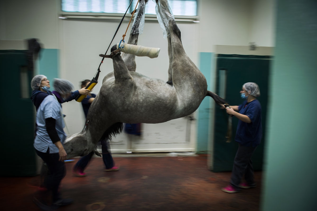 A horse is brought away after surgery at the veterinary clinic of the equestrian training center of Grosbois in Marolles-en-Brie, on November 15, 2016.