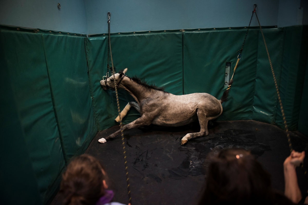 A horse awakes in a recovery room after surgery at the veterinary clinic of the equestrian training center of Grosbois in Marolles-en-Brie, on November 15, 2016.