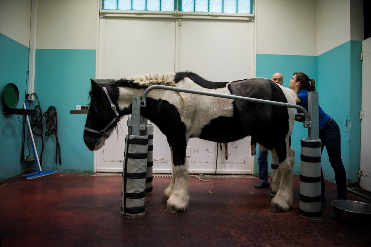 A horse is prepared for surgery at the veterinary clinic of the equestrian training center of Grosbois in Marolles-en-Brie, on November 17, 2016.