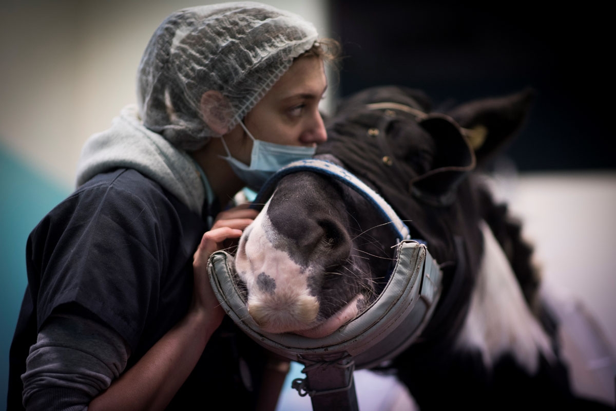 A horse undergoes a surgery at the veterinary clinic of the equestrian training center of Grosbois in Marolles-en-Brie, on November 17, 2016. / AFP PHOTO / MARTIN BUREAU