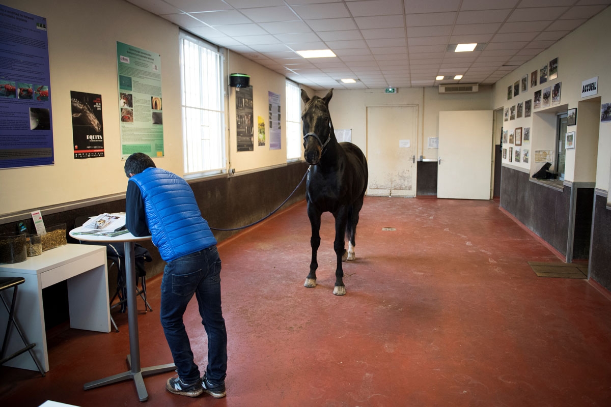 A driver waits with its horse for a consultation at the veterinary clinic of the equestrian training center of Grosbois in Marolles-en-Brie, on November 17, 2016.