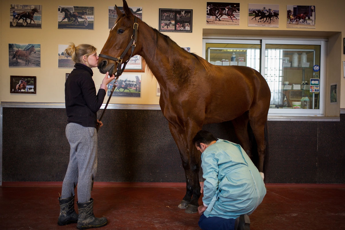 A horse is examined at the veterinary clinic of the equestrian training center of Grosbois in Marolles-en-Brie, on November 17, 2016.