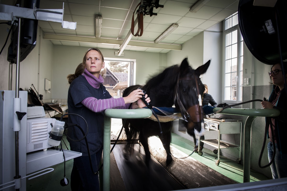Doctor Amelie Vitte is practicing a dynamic respiratory scope on a horse at the veterinary clinic of the equestrian training center of Grosbois in Marolles-en-Brie, on November 23,