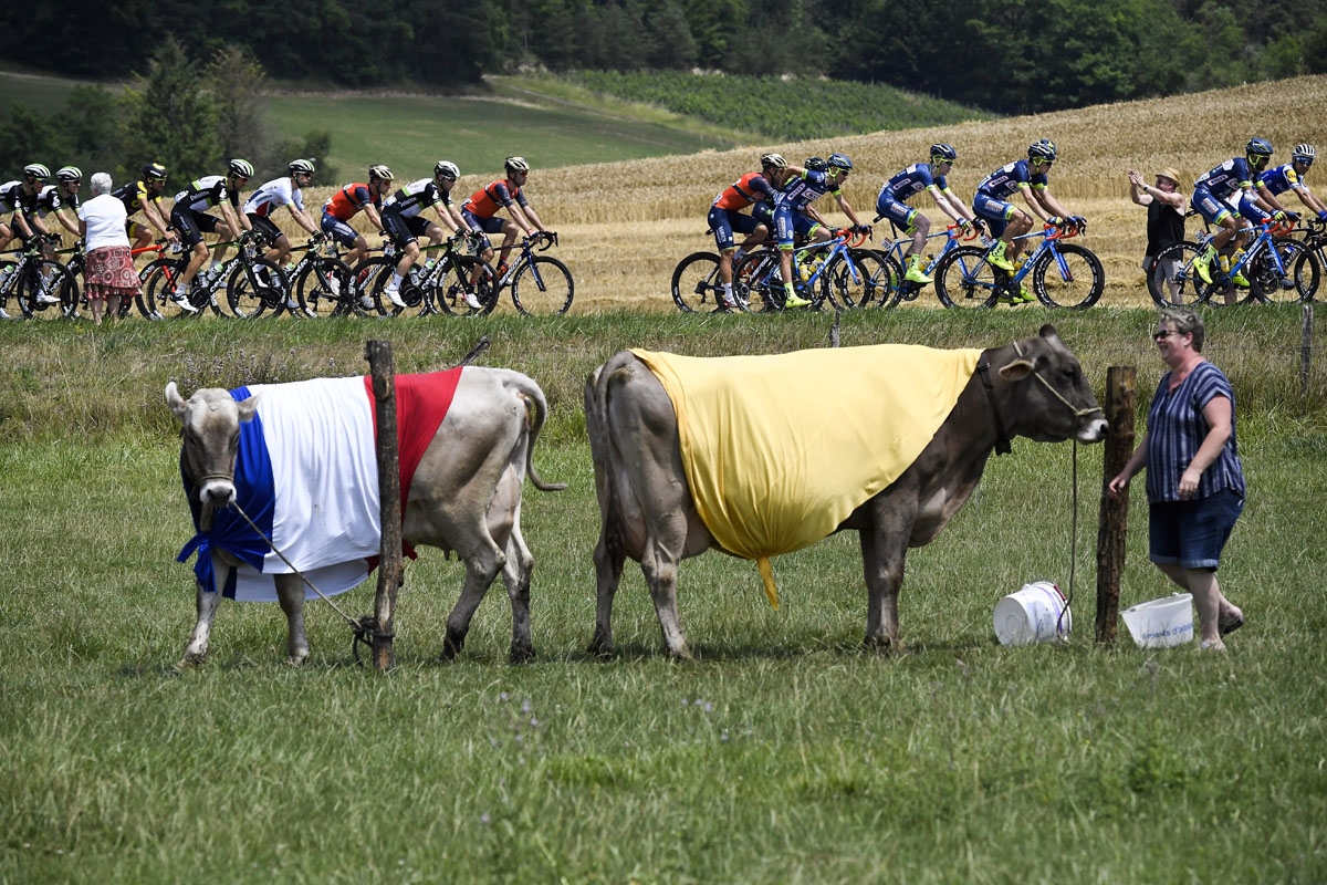 The pack rides past cows dressed with colors of the French national flag (L) and color of the overall's leader yellow jersey during the 213,5 km seventh stage of the 104th edition of the Tour de France cycling race on July 7, 2017 between Troyes and Nuits