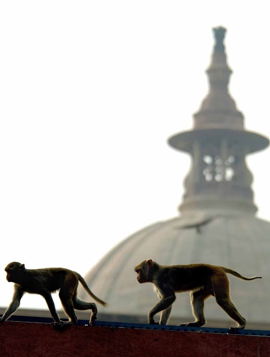 (FILES) In this picture taken 18 October 2004, monkeys walk on a roof of the Defence Ministry in New Delhi. (FILES) In this picture taken 18 October 2004, monkeys walk on a roof of the Defence Ministry in New Delhi.