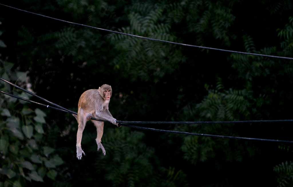 TO GO WITH STORY 'INDIA-ENVIRONMENT-ANIMALS-MONKEYS' In this file photograph dated 25 October 2007, an Indian monkey perches on an electric wire above a busy parking area of New Delhi. TO GO WITH STORY 'INDIA-ENVIRONMENT-ANIMALS-MONKEYS' In this file photograph dated 25 October 2007, an Indian monkey perches on an electric wire above a busy parking area of New Delhi.