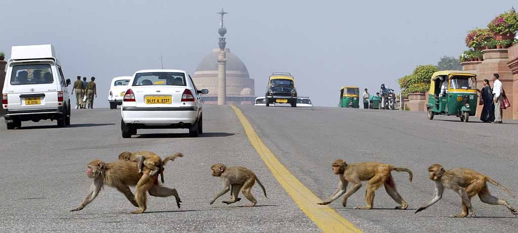Monkeys cross the road in front of the Presidential Palace and government buildings in New Delhi, 23 February 2006. Monkeys cross the road in front of the Presidential Palace and government buildings in New Delhi, 23 February 2006.