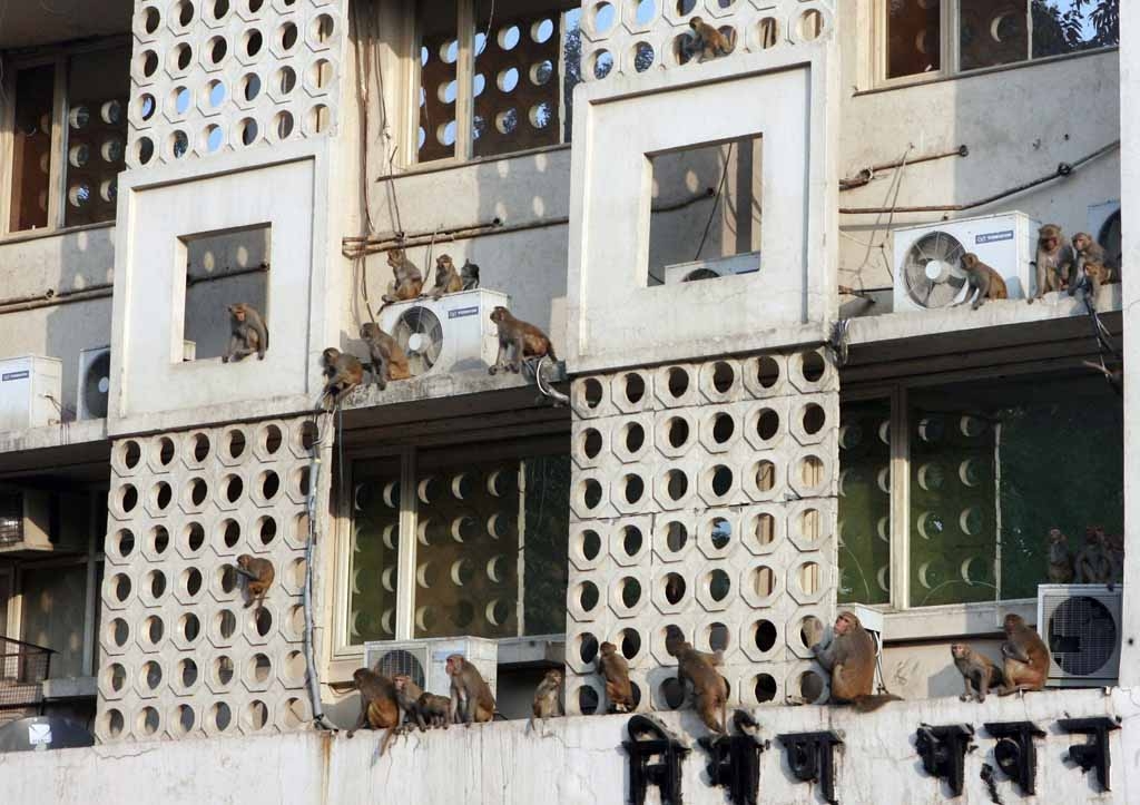 A troop of monkeys relax on a building at The Ministry of Health Complex in New Delhi on November 29, 2008. A troop of monkeys relax on a building at The Ministry of Health Complex in New Delhi on November 29, 2008.