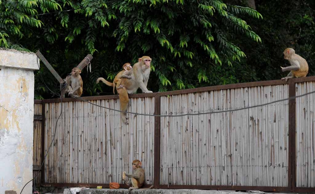 In this photograph taken on August 5, 2014, monkeys gather on a fence in the backyard of a home in New Delhi. In this photograph taken on August 5, 2014, monkeys gather on a fence in the backyard of a home in New Delhi.