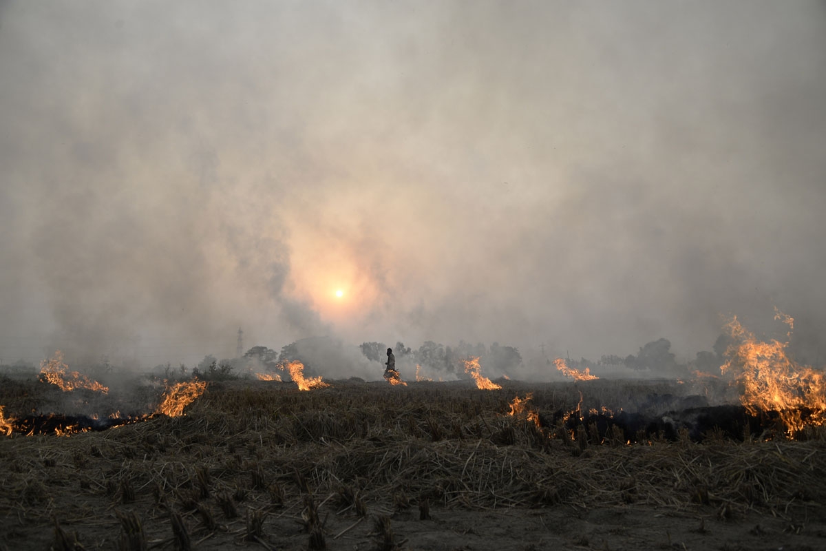 An Indian farmer burns paddy stubble in a field on the outskirts of Jalandhar on October 25, 2016. An Indian farmer burns paddy stubble in a field on the outskirts of Jalandhar on October 25, 2016.