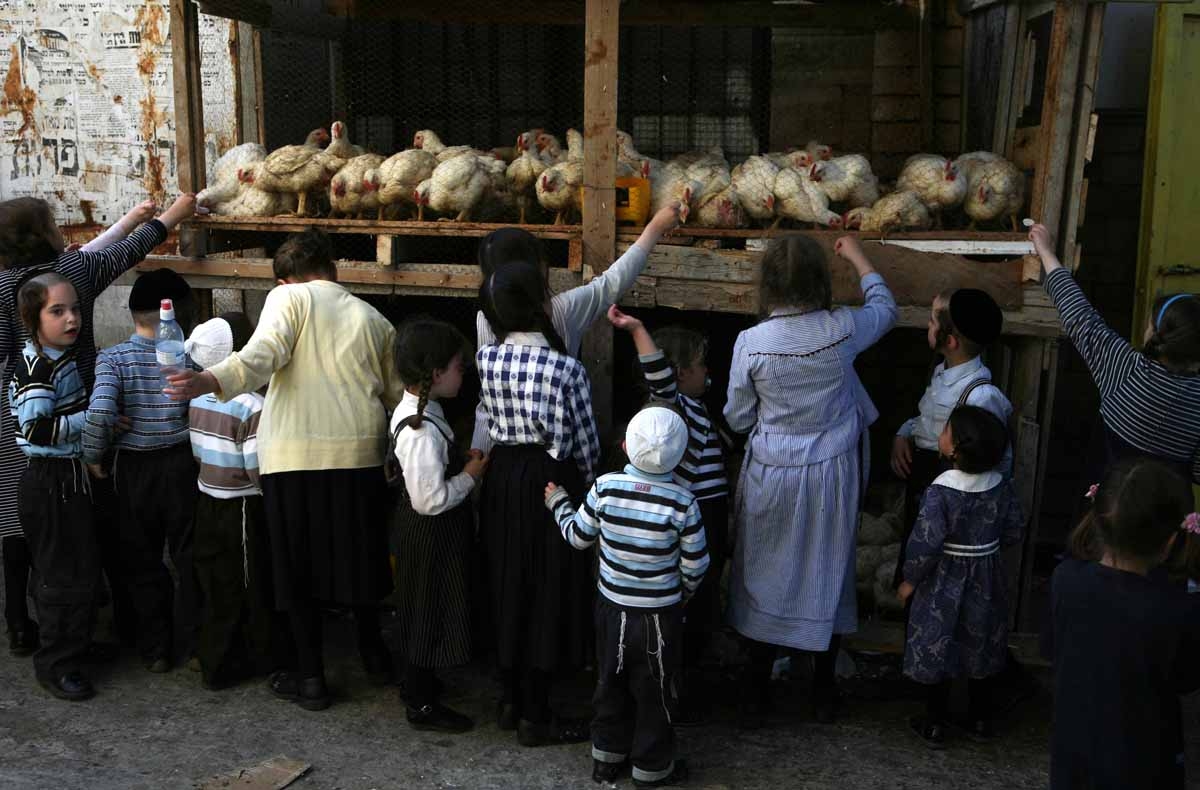 Ultra-Orthodox Jewish children looks at the chickens during the Kaparot ceremony in Mea Shearim (one hundred gates) neighborhood of Jerusalem, 17 September 2007.