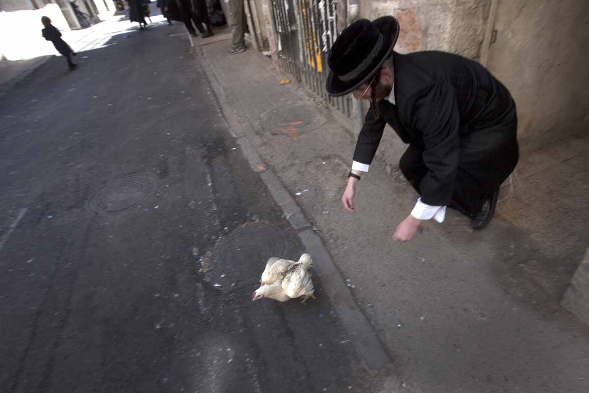An Ultra-orthodox Jewish man tries to catch a chicken during the Kaparot ceremony in Mea Shearim Ultra Orthodox neighborhood of Jerusalem on September 23, 2009.