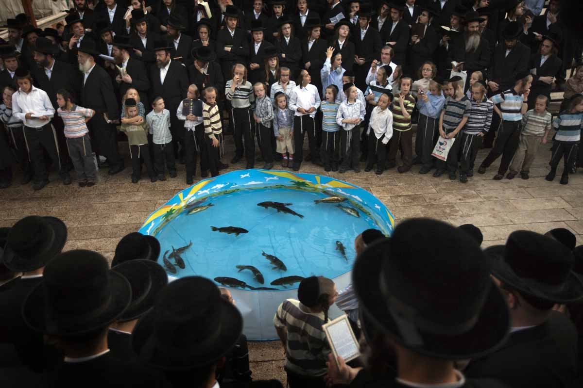 Ultra-Orthodox Jews pray in front of a plastic pool filled with water and live fish in the ultra-Orthodox Israeli city of Bnei Brak, near Tel Aviv, on September 16, 2010, as they perform the 'Tashlich' ritual during which they cast their sins into the wat