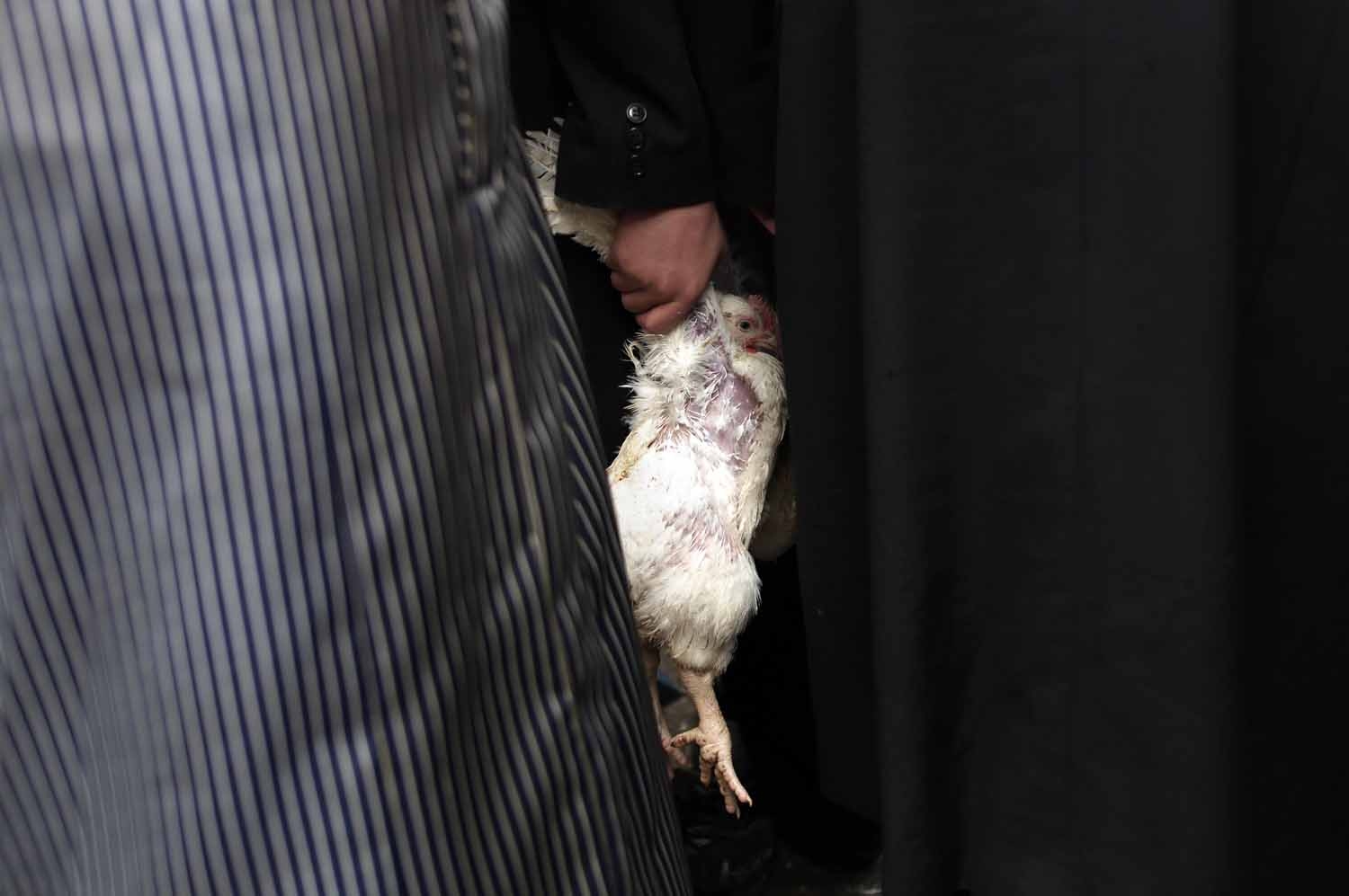 An ultra-Orthodox Jewish man holds a chicken before preforming the Kapparot ceremony in the ultra-Orthodox neighbourhood of Mea Shearim in Jerusalem on October 10, 2016.