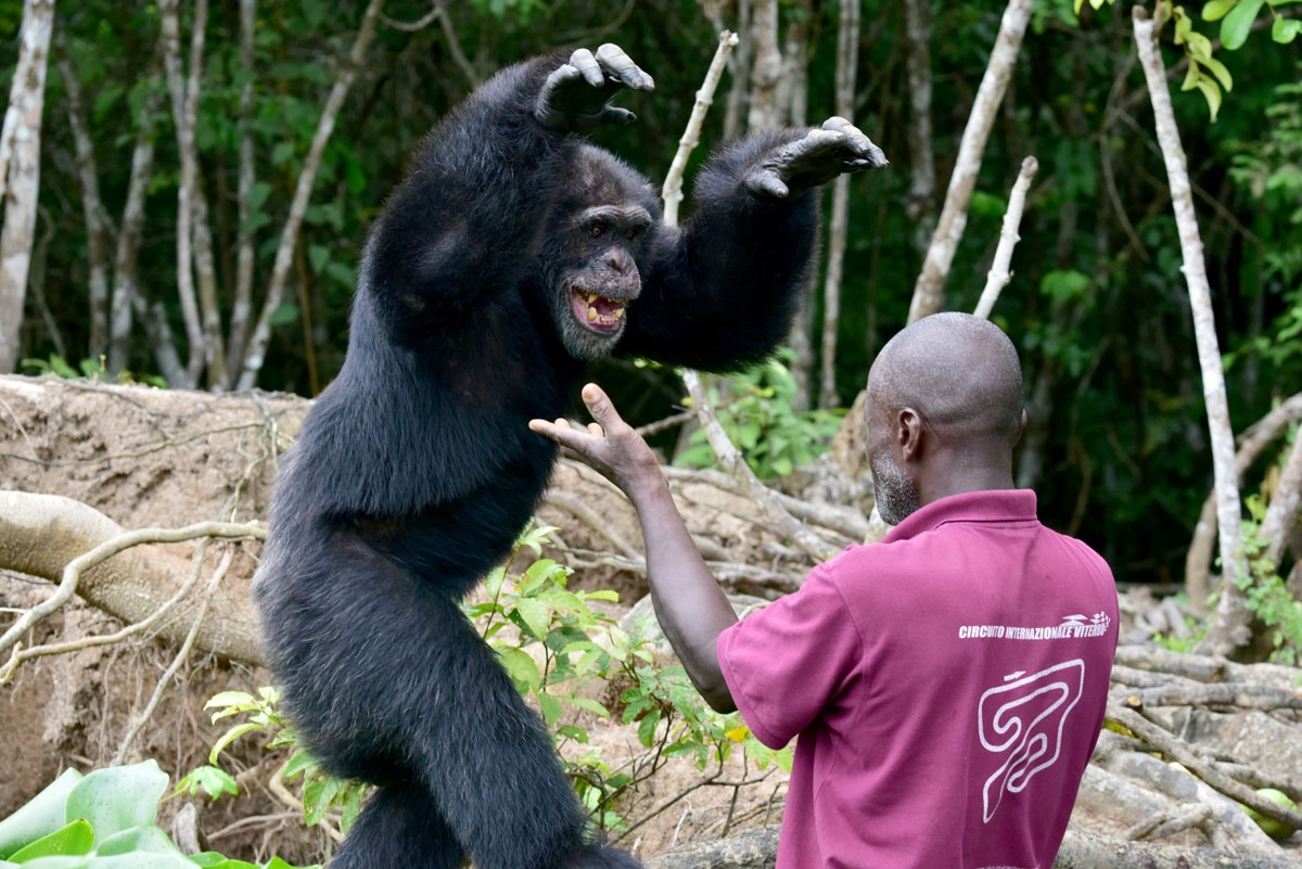 Germain Djenemaya Koidja, a carer paid for by the association Les Amis de Ponso (Friends of Ponso), interacts with Ponso, the only surviving chimpanzee of a colony of 20 apes, on Chimpanzee Island near the town of Grand Lahou, Ivory Coast, on August 18, 2