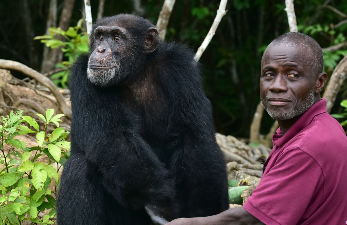 Germain Djenemaya Koidja, a carer paid for by the association Les Amis de Ponso (Friends of Ponso), interacts with Ponso, the only surviving chimpanzee of a colony of 20 apes, on Chimpanzee Island near the town of Grand Lahou, Ivory Coast, on August 18, 2