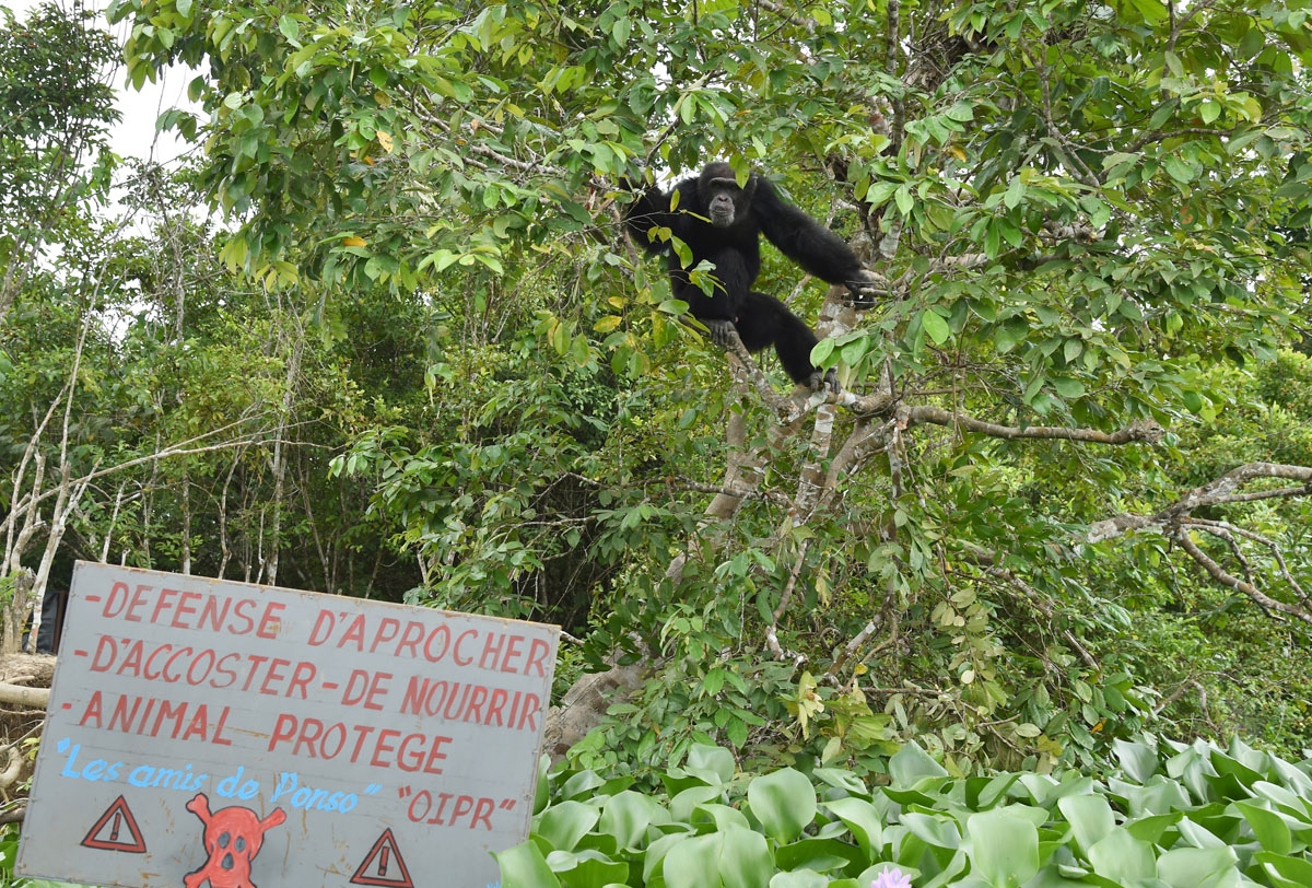 Ponso, the only surviving chimpanzee of a colony of 20 apes, sits in a tree on Chimpanzee Island near the town of Grand Lahou, Ivory Coast, on August 18, 2017.
