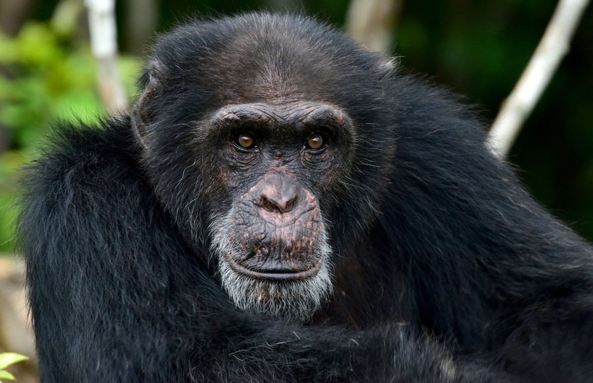 The last chimp standing | Correspondent