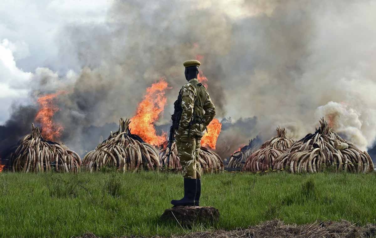 Kenya Wildlife Services (KWS) rangers stand guard around illegal stockpiles of burning elephant tusks, ivory figurines and rhinoceros horns at the Nairobi National Park on April 30, 2016.