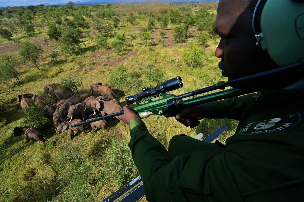 A Kenya Wildlife Services (KWS) vet holds a tranquiliser gun as he views wild elephants from a helicopter in Amboseli national park, Kenya on March 14, 2013. A Kenya Wildlife Services (KWS) vet holds a tranquiliser gun as he views wild elephants from a helicopter in Amboseli national park, Kenya on March 14, 2013.