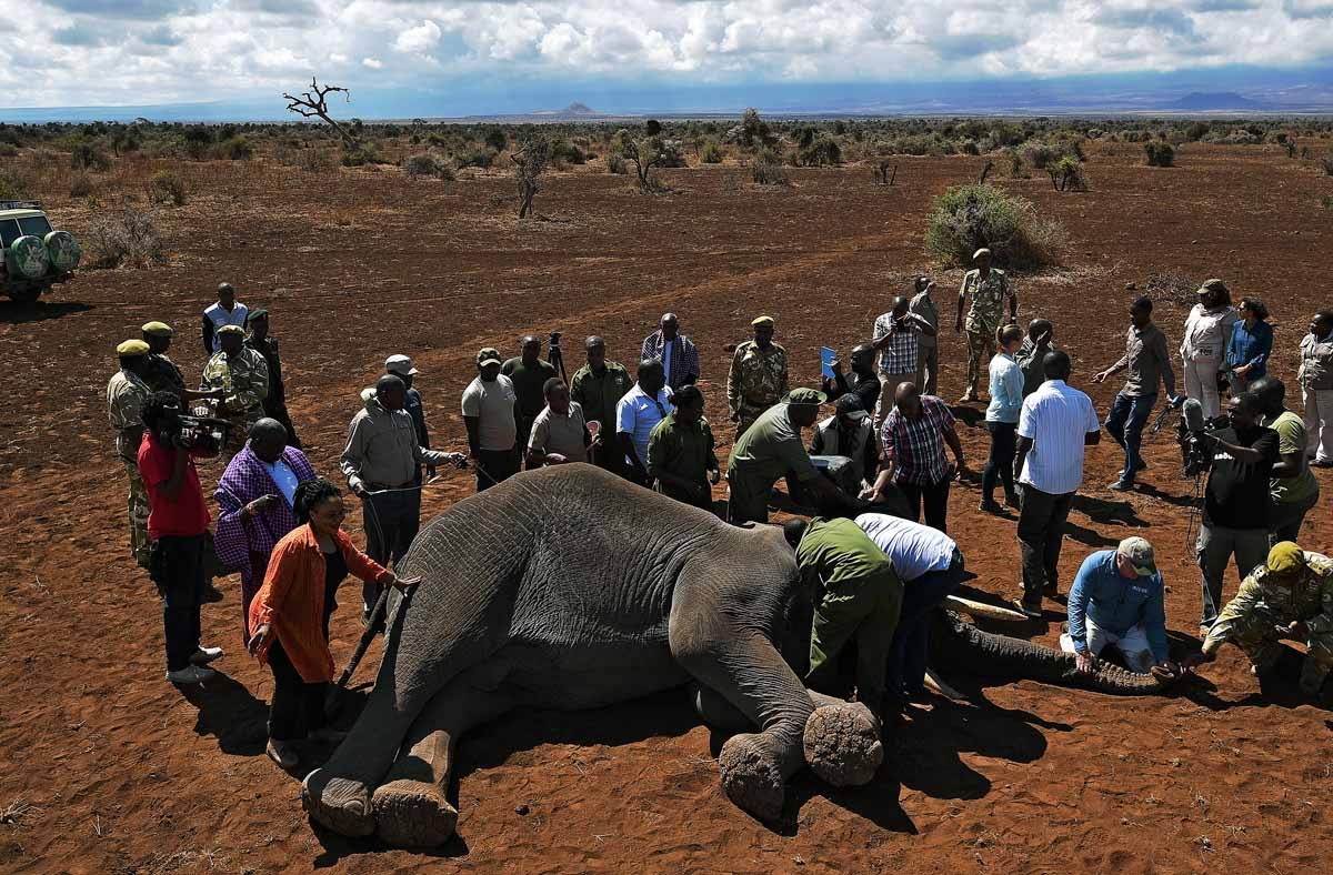 Vets collar an elephant after it was darted with a tranquilizer outside Amboseli National Park on November 2, 2016. Vets collar an elephant after it was darted with a tranquilizer outside Amboseli National Park on November 2, 2016.