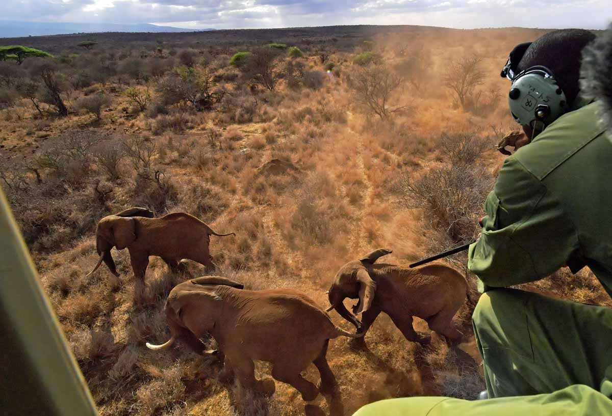A veterinarian shoots an elephant with a tranquilizer gun from a helicopter outside Amboseli National Park on November 2, 2016. A veterinarian shoots an elephant with a tranquilizer gun from a helicopter outside Amboseli National Park on November 2, 2016.