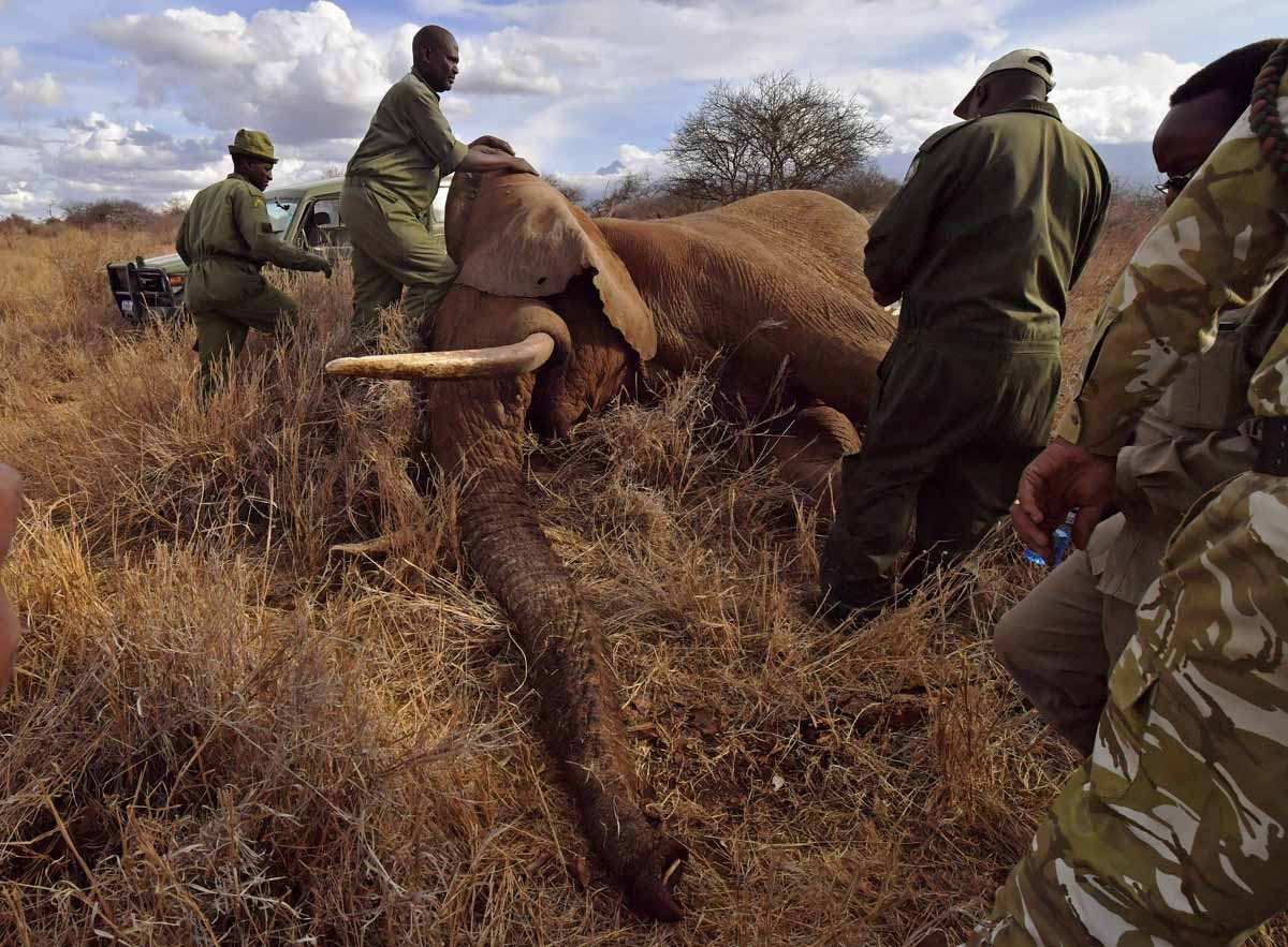 Veterinarians and park rangers attend to a sedated elephant outside Amboseli National Park on November 2, 2016. Veterinarians and park rangers attend to a sedated elephant outside Amboseli National Park on November 2, 2016.