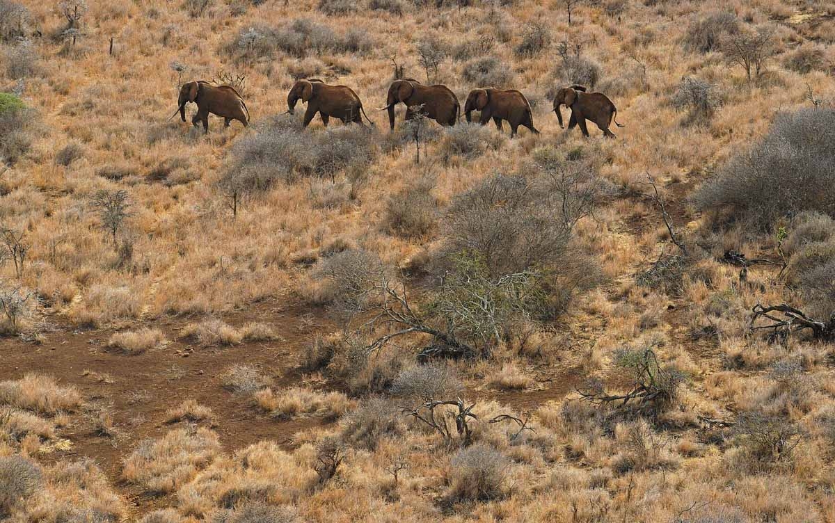 A herd of elephants walk outside the Amboseli National Park on November 2, 2016. A herd of elephants walk outside the Amboseli National Park on November 2, 2016.