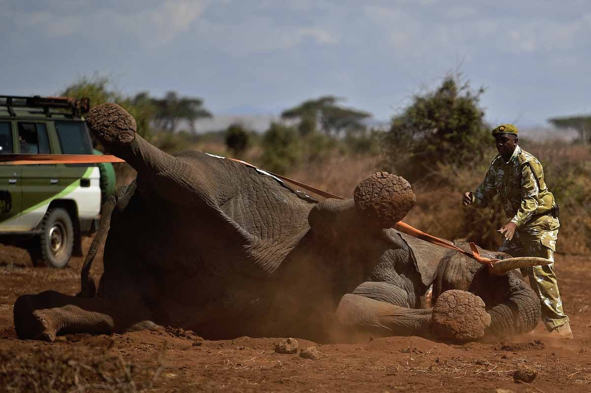 An elephant wearing a fitted electronic collar begins to wake up as its tranquilizer is reversed by vets at the Amboseli National Park on November 2, 2016. An elephant wearing a fitted electronic collar begins to wake up as its tranquilizer is reversed by vets at the Amboseli National Park on November 2, 2016.