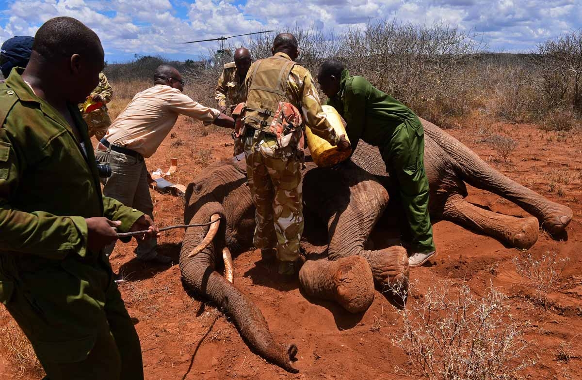 A ground crew take data and fit a tracking collar to a wild elephant after it was darted by a Kenya Wildlife Services (KWS) vet in Amboseli national park, Kenya on March 14, 2013. A ground crew take data and fit a tracking collar to a wild elephant after it was darted by a Kenya Wildlife Services (KWS) vet in Amboseli national park, Kenya on March 14, 2013.