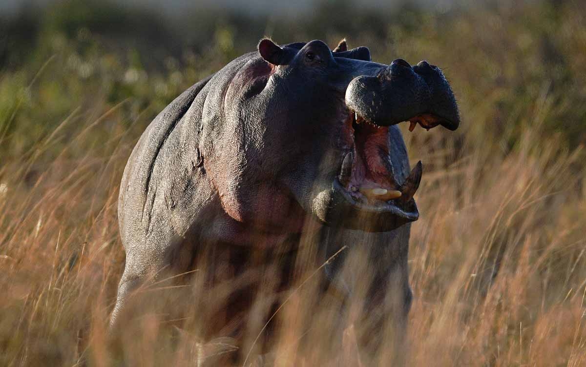 A hippo bares its teeth during the annual wildebeests migration in the Masai Mara game reserve on September 12, 2016. 