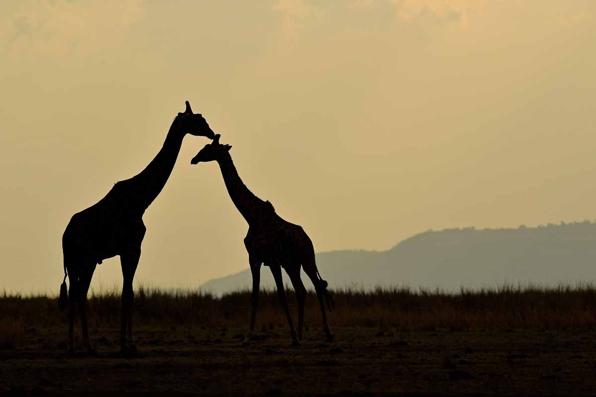 Giraffes stand together during the annual wildebeest migration in the Masai Mara game reserve on September 12, 2016. / AFP PHOTO / CARL DE SOUZA