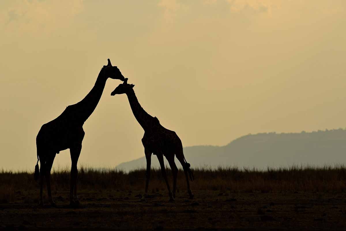 Giraffes stand together during the annual wildebeest migration in the Masai Mara game reserve on September 12, 2016. / AFP PHOTO / CARL DE SOUZA Giraffes stand together during the annual wildebeest migration in the Masai Mara game reserve on September 12, 2016. / AFP PHOTO / CARL DE SOUZA