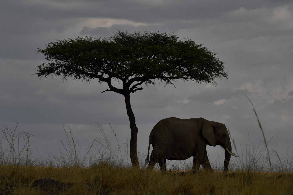 An elephant walks past a tree during the annual wildebeest migration in the Masai Mara game reserve on September 12, 2016.